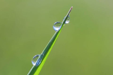 Blade of grass with dew drops