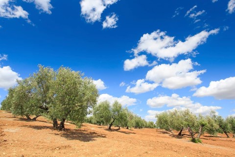 Olive groves along the A311