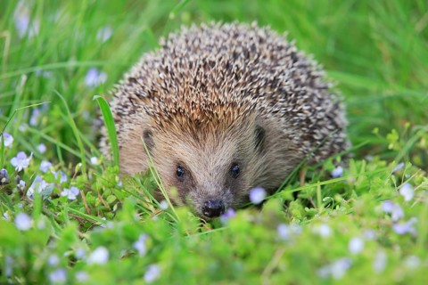 European hedgehog