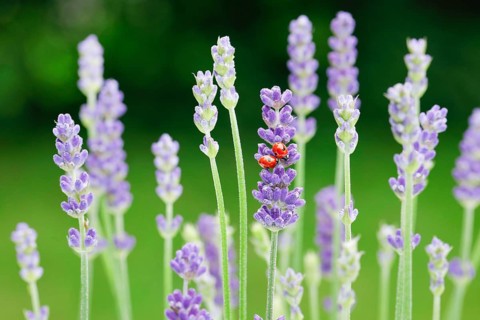 Two-spotted ladybird on lavender flower