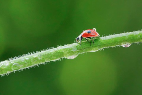 Two-spot ladybird on blade of grass