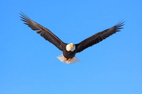 Bald eagle