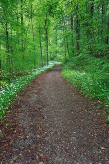 Forest path with blooming wild garlic