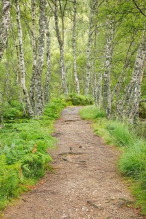 Footpath in birch forest