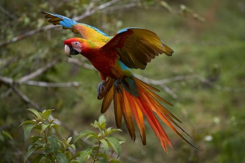 Great green macaw
