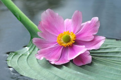 Autumn anemone on leaf