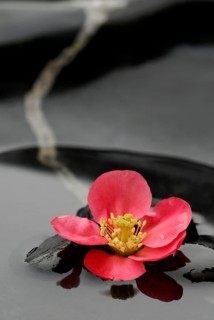 Chaenomeles japonica
