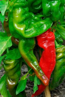 Sweet pepper