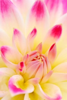 Dahlia