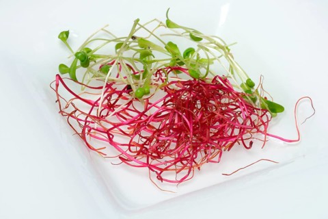 Beetroot sprouts