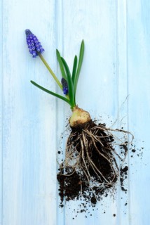 Grape hyacinth with root bulb