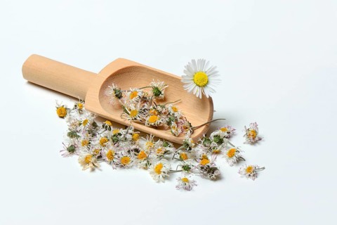 Dried Common daisy