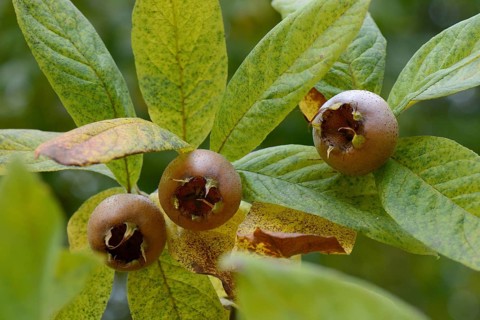Common medlar