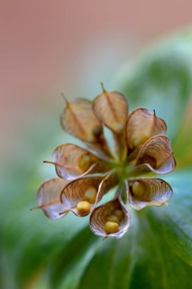 Winter aconite