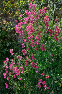 Sweet pea
