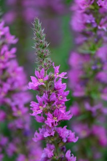 Blood loosestrife