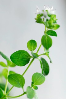 Oregano