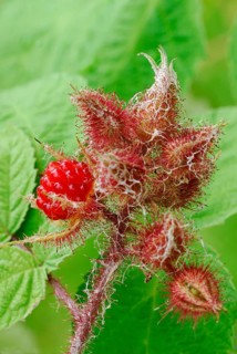 Japanese Wineberry