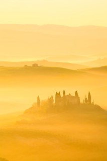 Hilly landscape with cornfields and cypresses