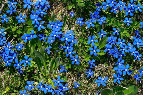 Spring Gentian