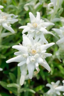 Alpine Edelweiss