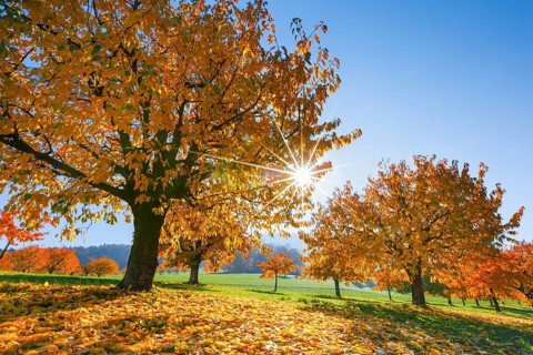 Cherry trees in autumn