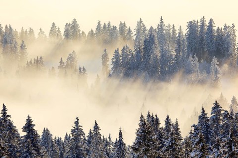 Snowy fir forest
