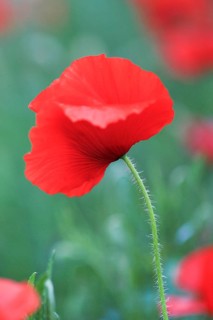 Poppy flowers