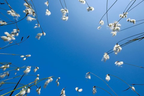Cottongrass