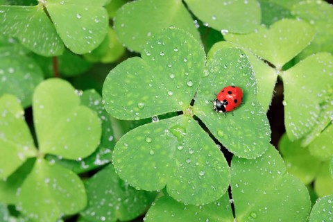 Seven-spot ladybird on clover