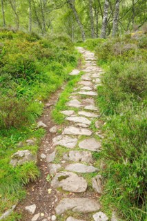 Footpath in birch forest