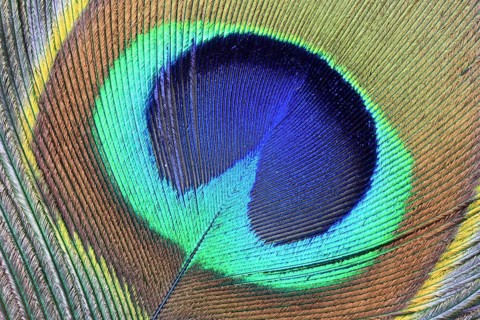 Tail feather of a peacock