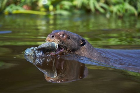 Giant otter