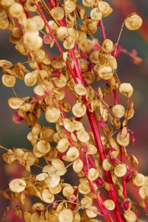 Atriplex hortensis