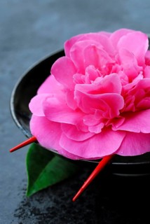 Camellia flower