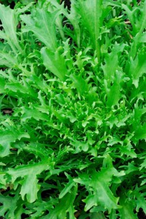 Endive