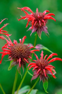 Monarda
