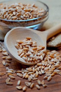 Dinkel wheat