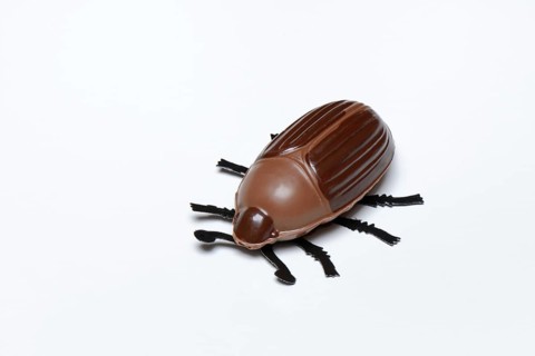 Chocolate ladybirds