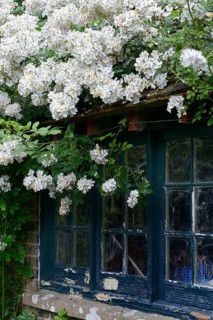 White climbing rose on house with old window