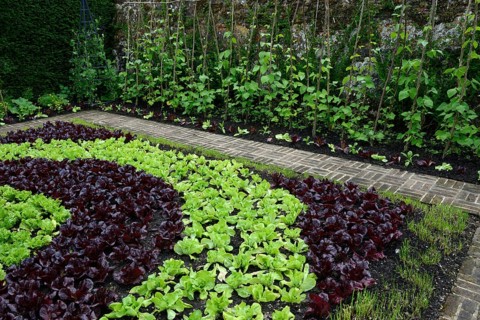 Salad cultivation in pattern