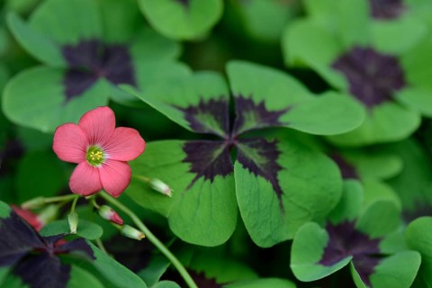 Lucky Clover