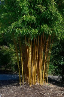 Bamboo