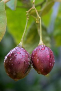 Tree tomato