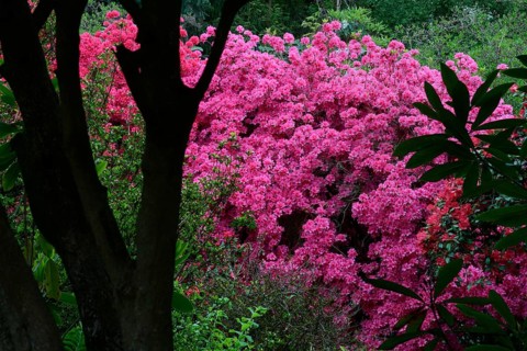 Flowering pink azaleas