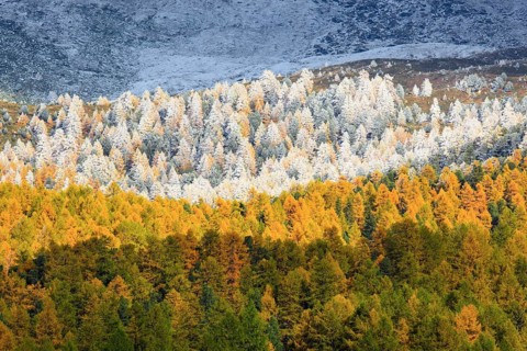 Larches
