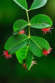 Mossyrose gall wasp