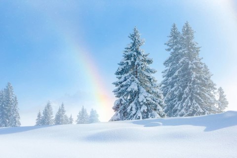 Snowy firs with rainbow