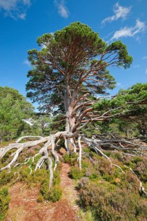 Scots pine