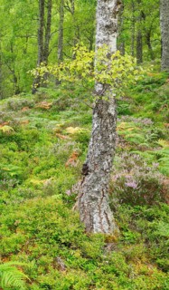 Birch forest